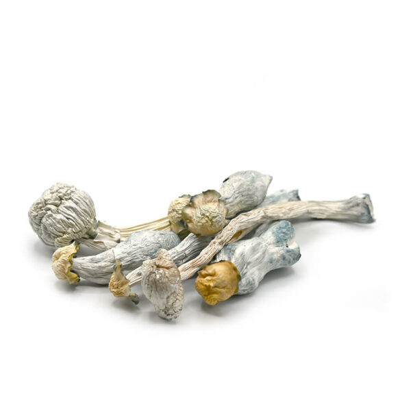 1gms Albino Avery Magic Mushrooms – A Potent Psilocybin Experience - Image 2