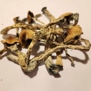 Amazonian Magic Mushrooms 5g