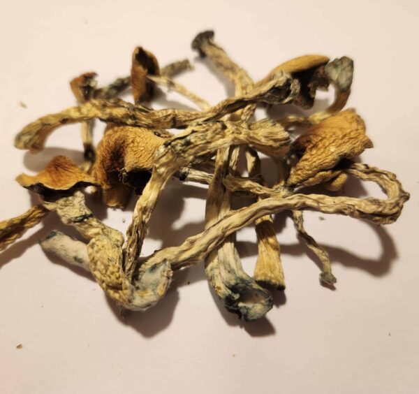 Amazonian Magic Mushrooms 5g