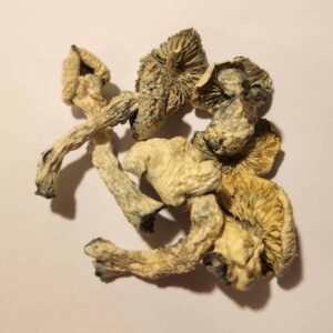Avery Albino Mushrooms 5g