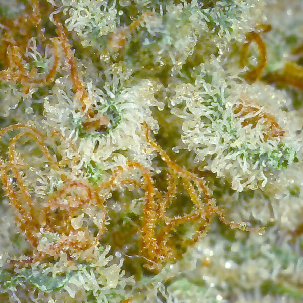 3.5GMs Beach Crasher – Indica-Dominant Hybrid Kush Strain - Image 3