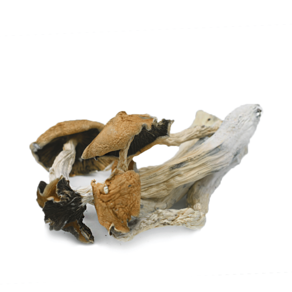 3.5GMs Blue Meanie Magic Mushrooms - Image 2