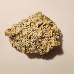 Enigma Mushroom 5g