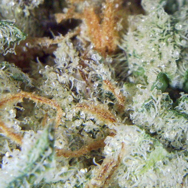 3.5gms Cactus Breath: A Potent Hybrid Strain for Cannabis Enthusiasts - Image 3