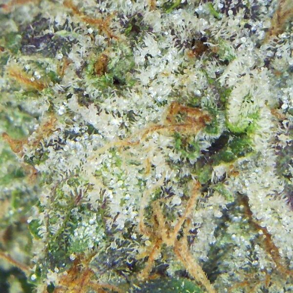 7GMS El Chapo (AAA) Strain - Image 3