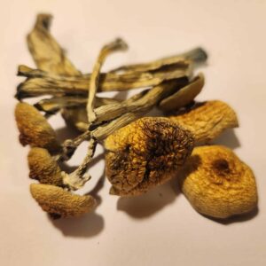Golden Teacher Mushroom 5g