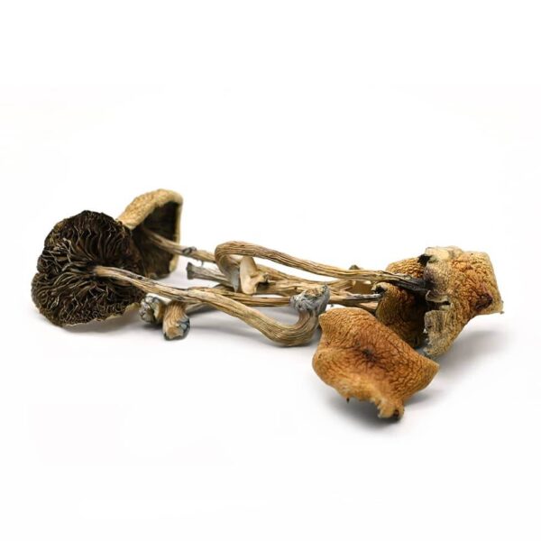 7gms Golden Teacher Shrooms - Image 2