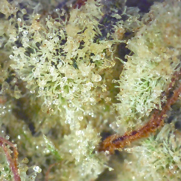 Ice Wine – Popeyes Ganja Bags: A Fusion of Sophistication and Cannabis Culture - Image 3