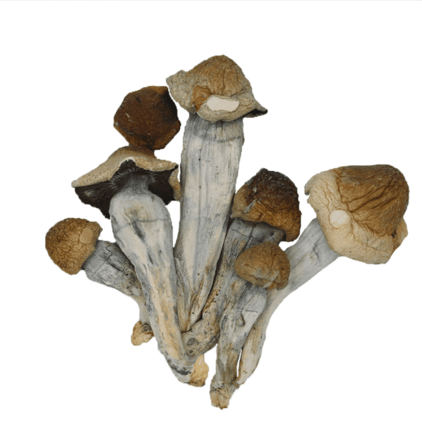 Penis Envy: The Premium Magic Mushroom for Mind Expansion