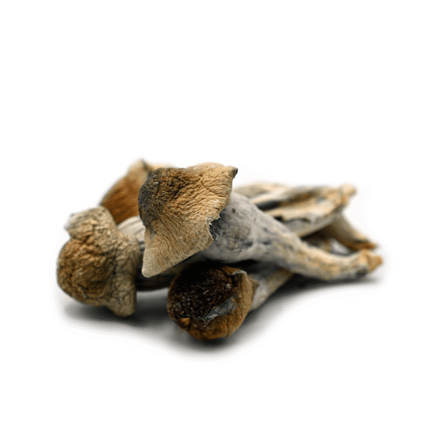 Penis Envy: The Premium Magic Mushroom for Mind Expansion - Image 2