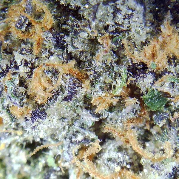 7gms Gelato Runtz: A Sweet Blend of Flavor and Potency - Image 3