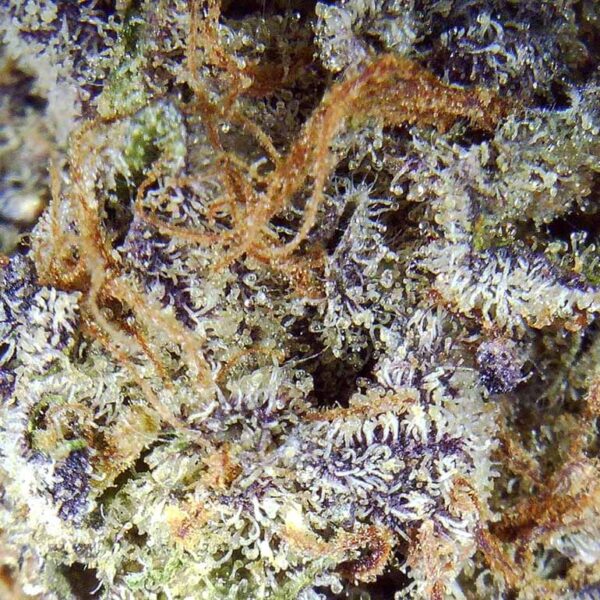 7gms LA Cake: A Deliciously Potent Cannabis Strain - Image 3