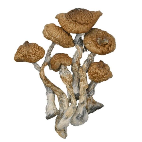 3.5GMs Blue Meanie Magic Mushrooms