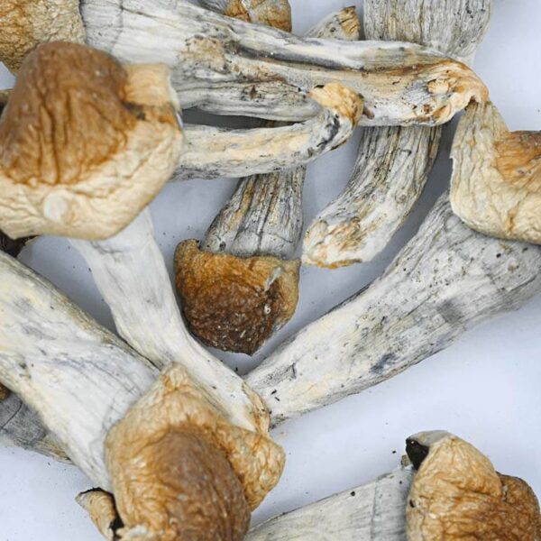 Penis Envy: The Premium Magic Mushroom for Mind Expansion - Image 3