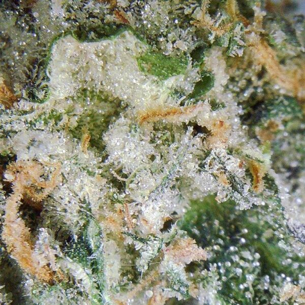 7gms Wedding Cake Strain – A Luxurious Indulgence in Flavor & Potency - Image 3